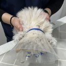 정산동물병원 | 동물 병원 근무 후기