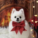 팍스도그트레이닝센터 이미지