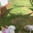 폴앤도기 이미지