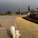 석빙고 공영주차장 | 애견 동반 경주 여행 월성교 공영 주차장 첨성대 코스 추천