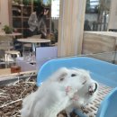 착한건강마을 | 서울 고양이 카페 길고양이마을 성수협력점 방문 후기