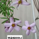 사랑초 엔글레리아나 와 켄 아슬렛 이미지