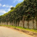 정재초교길 이미지