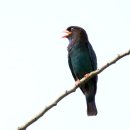 파랑새2 이미지