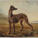 도그인 그레이 이미지