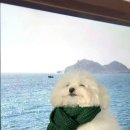 복슬 강아지 이미지