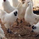 닭키우는 회장님 이미지