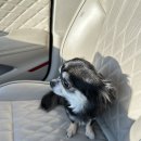 견생폼나개 이미지