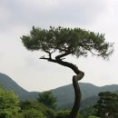 한국소나무집 이미지