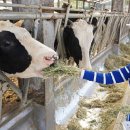 와우목장 이미지