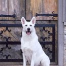 화이트 독 이미지