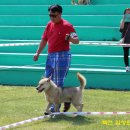 황제애견 이미지