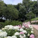 초안산 수국축제 끝났다고요? 지금이 더 예쁜 초안산 수국동산(6월 25일 개화 후기)