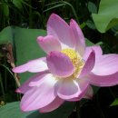 연꽃(Nelumbo nucifera gaertuer. Lotus Flower) 1. 이미지