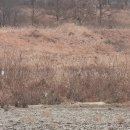 천막꼬리 이미지