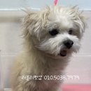 러블리펫샵 이미지