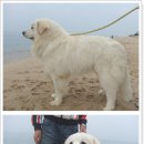 꼴통 Daum카페