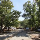 초평밤나무 이미지