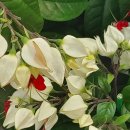 경화시장 이미지