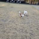 놀다가개 | 포항애견카페 포항에 숨겨진 반려견 천국, 놀다가개 후기