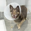 오션동물메디컬센터 이미지