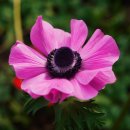 샐리가든 이미지