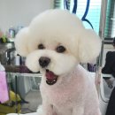 허니비 펫살롱 이미지