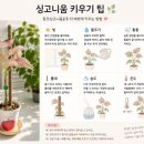 새또미 | 당근 보다가 결국 데려와버린 핑크싱고니움 실물 후기