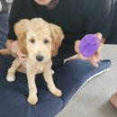 가히애견 이미지