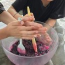 서울 근교 아이랑 블루베리 체험 주연블루베리농장 (블루베리청 만들기 물놀이터)