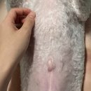 파크동물의료센터 | 반송동/동물병원] 센트럴파크 S동물의료센터 강아지...스케일링 치아 발치 상담 후기 공유합니당 광고 X