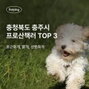 산뜻하개 이미지