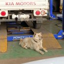 선우카센타 이미지