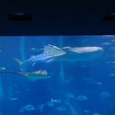 고래메드 이미지