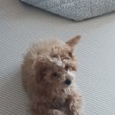 동글몽 이미지