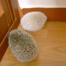 하나유키 이미지