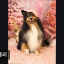 샤네리 | (평택, 강아지, 고양이, 애견미용, 추천!) 샤네리 평택 강아지 미용 추천! 편안한 공간에서