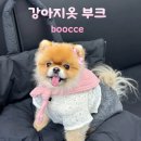 강아지 | 부크 강아지옷 후기 블랙핑크 코디로 힙한 강아지 패션 완성