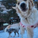 GPS 애견학교 이미지