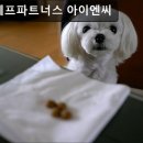 지피에프