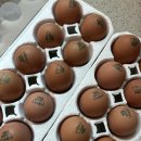 신선팜스 | 신선함이 다른 가자팜스 초란 먹어본 솔직 후기