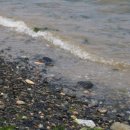 두모해변 이미지