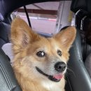 펫로스 증후군 (Pet loss syndrome) 이미지