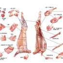 호주산 양고기 부위 해설도 이미지