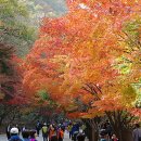 골든베리팜 이미지