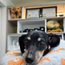 VIP동물한방재활의학센터by.Dr.신사경 이미지