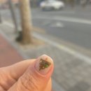 시크네일살롱 | 대구 중구 시크네일살롱 연말 네일 후기