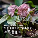 원당로392번길 165 | 단골 플랜트샵 초록플랜트 내돈내산 구매후기 1편