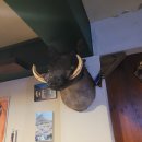 야성식당 | 고기의 야성적인 매력 : 브라이리퍼블릭 이태원점