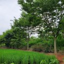 여주-0234 Daum카페